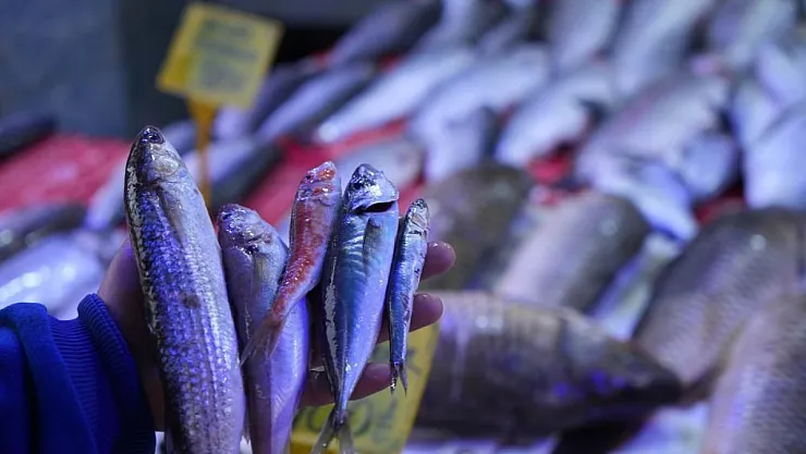 2025 Balıkçılık Sezonu İçin Bolluk Müjdesi