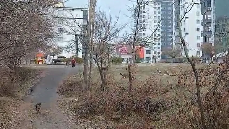 Malatya'da sokak köpekleri çocuğa saldırdı