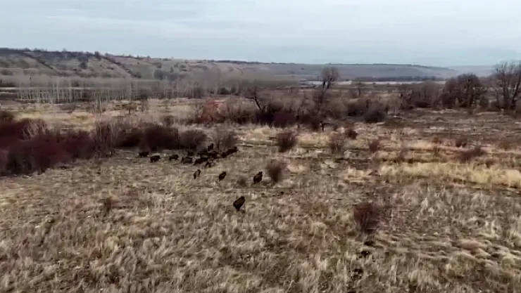 Yaban domuzları çiftçilerin kabusu oluyor