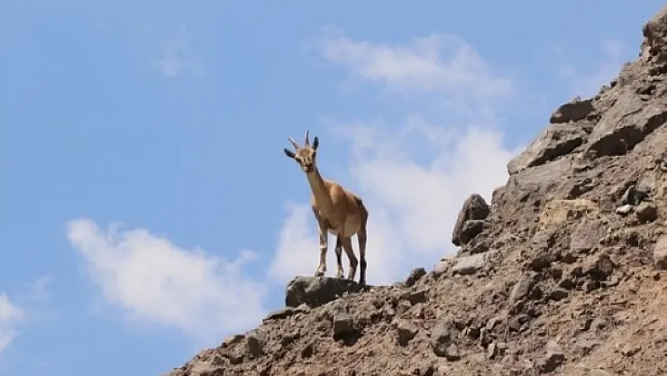 Arapgir'de yaban keçisi avına ceza!