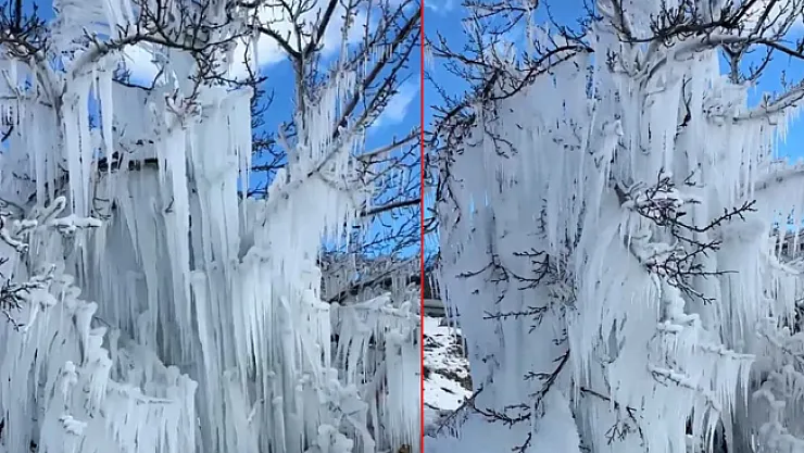Malatya'da kayısı ağaçları buz kesti