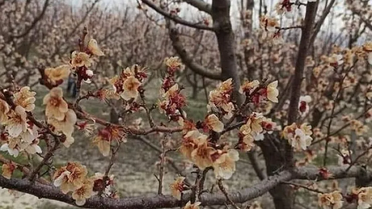 Çiftçilerin dikkatine! Meteorolojiden zirai don uyarısı