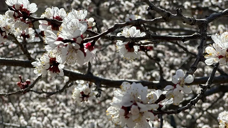 Kayısı bahçelerinde yoğun mesai başladı