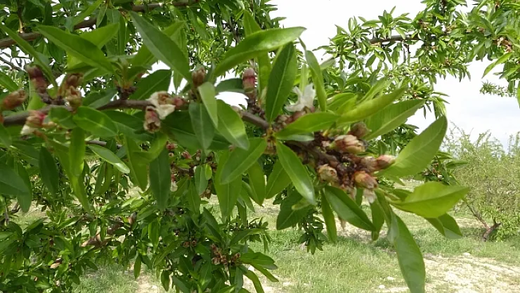 Badem zirai don'a galip geldi!