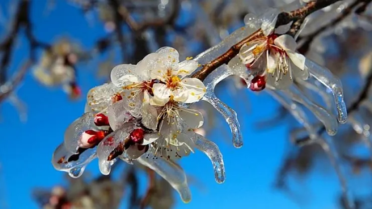 Çiftçilerin dikkatine! Meteorolojiden 'zirai don' uyası!