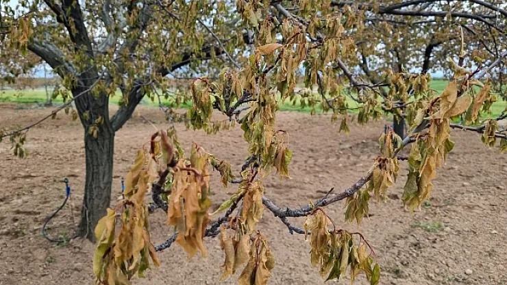 Kayısıda ürün kaybı yüzde 100'e yakın! Önümüzdeki yıllarda devam edecek!