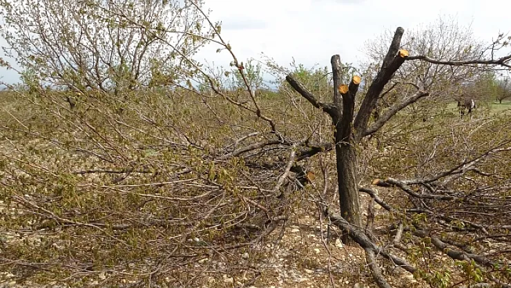 Kayısıdan umut kesildi, ağaçlar kel kaldı