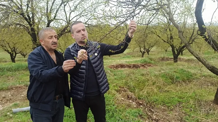 Kayısıyı dolu vurdu! Karademir: Zarar büyük