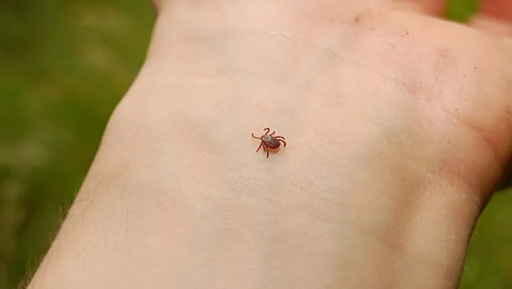 Kene ısırığı hastanelik etti!