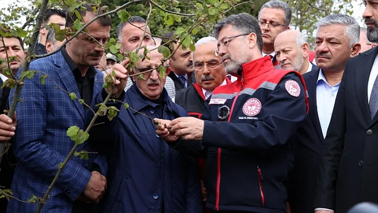 Kulaktan dolma bilgilerle ağaçlara müdahalede bulunmayın!