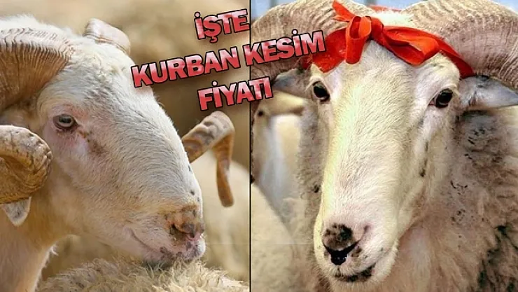 Kurban kesim fiyatları belli oldu