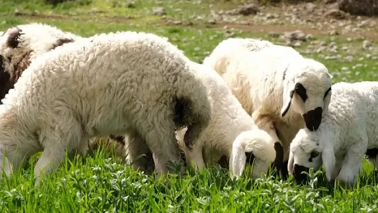 Kuzu ve oğlak desteklerinde ikinci başvuru dönemi başladı