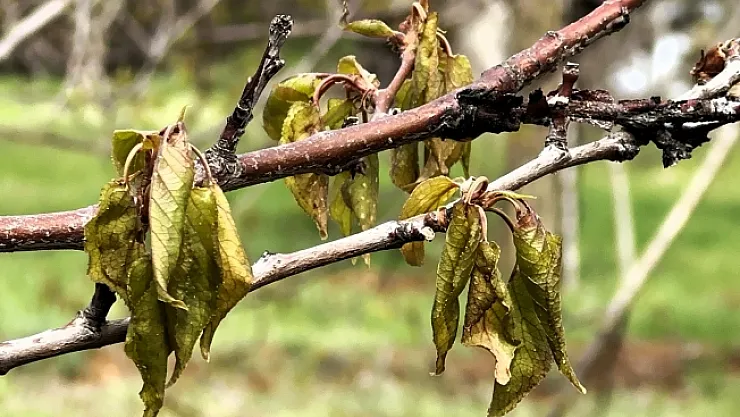Malatya'da büyük hasar! Ağaçların fizyolojik yapısı da etkilendi