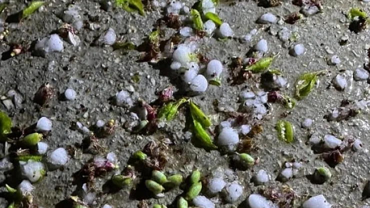 Malatya'da dolu yağışı kayısı bahçelerine zarar verdi!