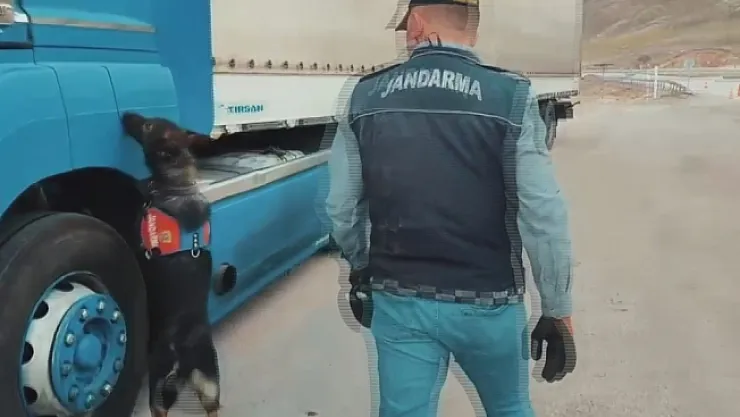 Sigara kaçakçıları tütün tespit köpeğinden kaçamadı
