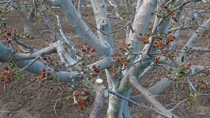 Yumaklı'dan zirai don ile ilgili destek açıklaması