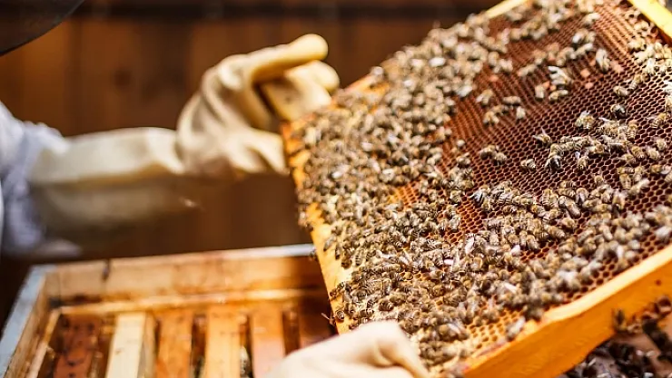 Zirai don ağzımızın tadını kaçıracak!