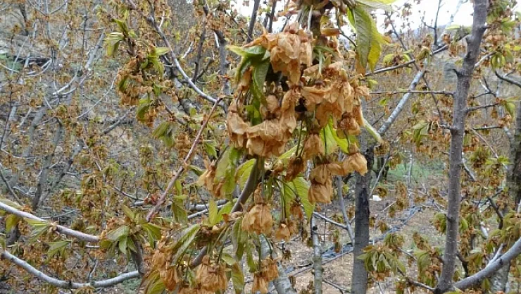 Zirai don dalbastı kirazını'da vurdu!