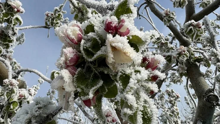 Zirai don felaketi Resmi Gazete'de