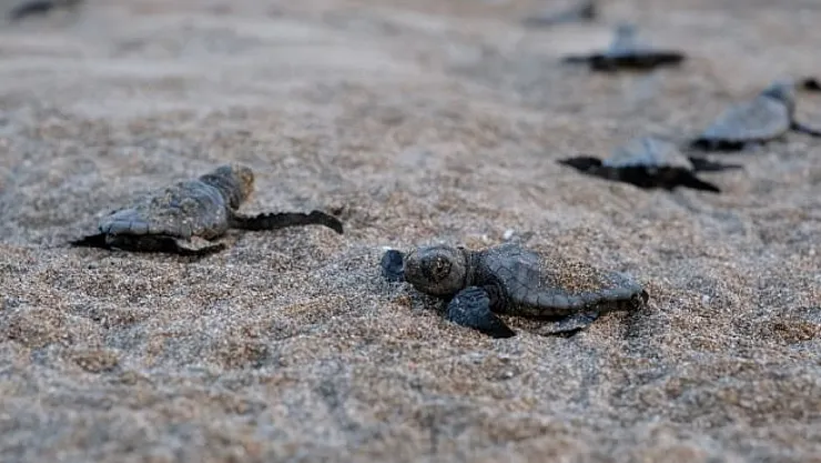 40 Bin 285 Yavru Kaplumbağa Maviyle Buluştu