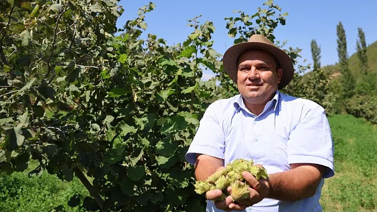 Adana'da Fındık Yetişiyor: 650 Rakımda Alternatif Tarım Başarısı