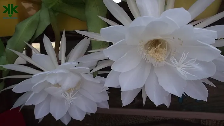 Altından Bile Daha Pahalı