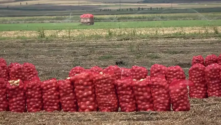 Amasya'da Soğan Ekmekten ve Sudan Daha Ucuz: Kilosu 7 Aydır 10 TL