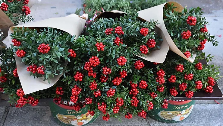 Aralık Ayının Uğurlu Çiçeği Kokina! Hem Şans Hem Bolluk Getirdiğine İnanılıyor