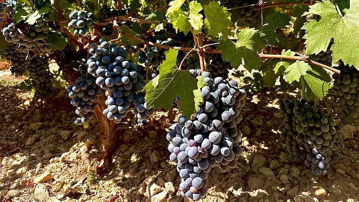 Arapgir'de Üzüm Hasadı Sürerken Rekolte Düşüşü Yaşanıyor