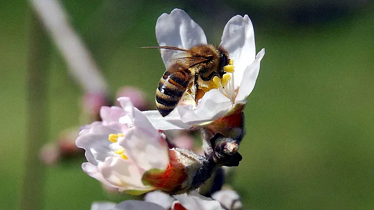 Arılara Mors Alfabesi Öğretildi: Bilim Dünyasını Şaşırtan Deney Yeni Kapılar Açıyor