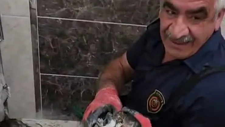 Atık suya düşen yavru kedi kurtarıldı