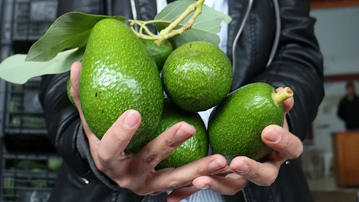 Avokado Üretiminde Yeni Çağ: Yapay Zekâ ile Geleceğin Meyvesi Yetiştiriliyor