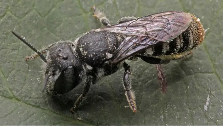 Avustralya'da Boynuzlu Arı Keşfedildi: Yeni Türün Adı 'Boynuzlu Lucifer' Oldu