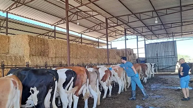 Aydın'da Şap Alarmı: 14 Mahalle Karantinada