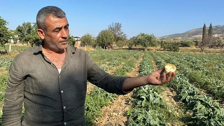 Aydın Enginarı Tarlada Kalıyor, Katma Değeri Başka İller Topluyor