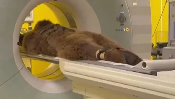 Ayı Okan'ın mide krizi! Soğuk meyve yedi, MR cihazına girdi