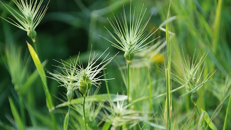 Bahçelerdeki İstilacı Otlar Ağustos Bitmeden Temizlenmeli: Uzmanlardan Verim Uyarısı