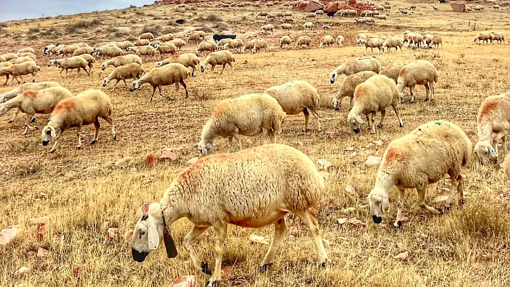 Bakanlıktan Yerli Hayvan Irklarına 2,7 Milyar TL Destek