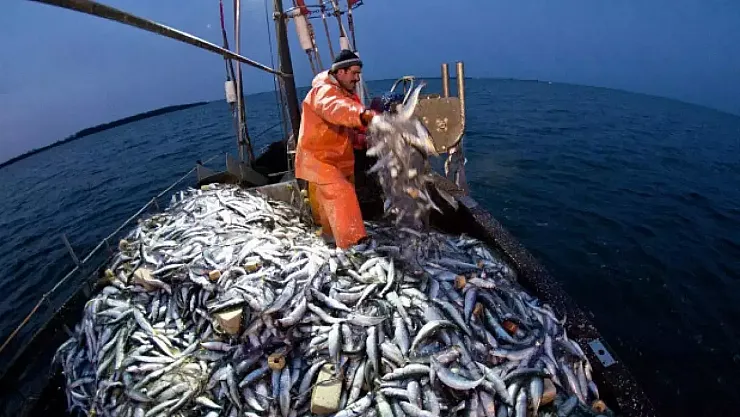 Balık Sezonu Başlıyor!