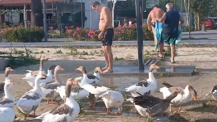 Balıkesir'de Şartlı Tahliye Edilen Kazlar Tatilcilerin İlgi Odağı Oldu