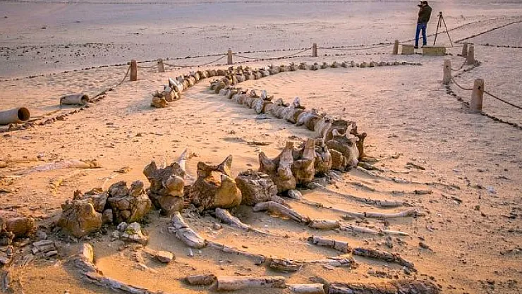 Balina Vadisi'nde Fosillerle Yıldızlar Buluşuyor