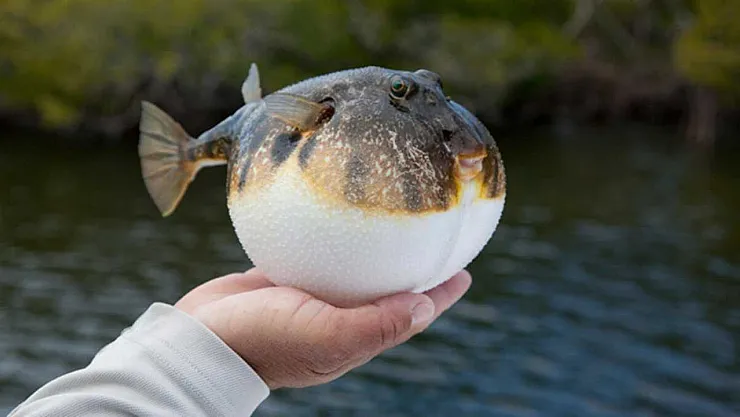 Balon Balığı Avcılığına Verilen Devlet Desteği Yenilendi: Tür Bazlı Yeni Ödemeler Yürürlükte