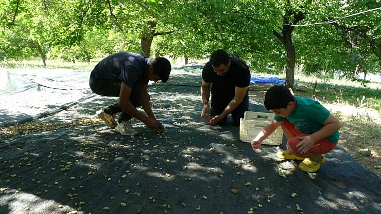 Baraj çevresi umut oldu!