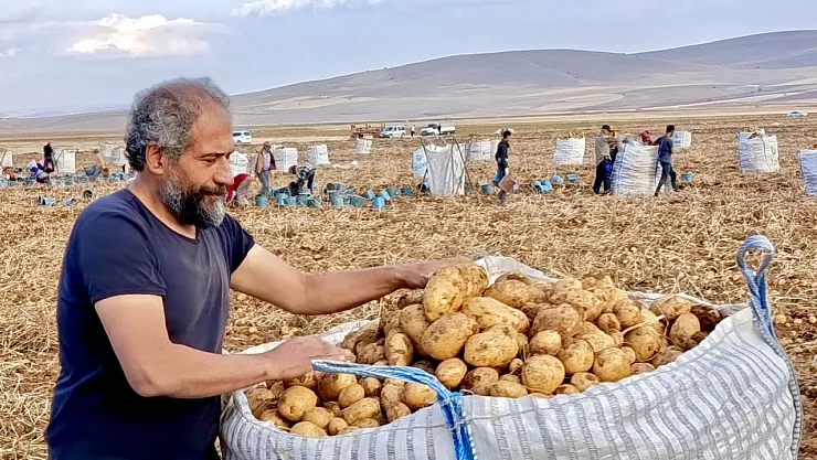 Başdirek'te Mikroklima Mucizesiyle Rekor