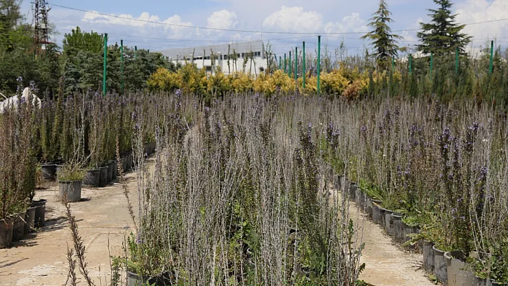 Battalgazi'de Yeşil Dönüşüm: 75 Park Yenilendi