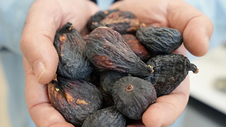 Bergama'da Siyah Orak İnciri Hasadı Başladı: Türkiye'nin Yeni Markası Dünyaya Açılıyor