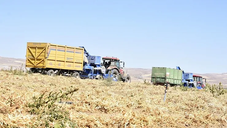 Bitlis'ten Sofralara Rekor Bereket: 37 Bin Ton Kuru Fasulye Hasadı