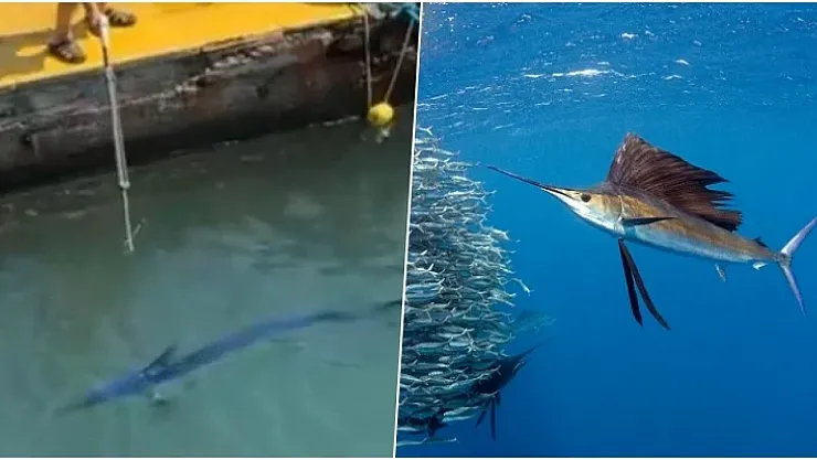 Bodrum'da Nesli Tükenmekte Olan Mavi Yelken Balığına Zıpkın Darbesi