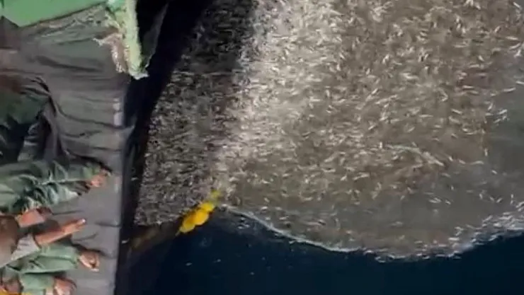 Çanakkale'de Örnek Davranış: Balıkçılar Ağa Takılan Binlerce Yavru Balığı Denize Geri Bıraktı