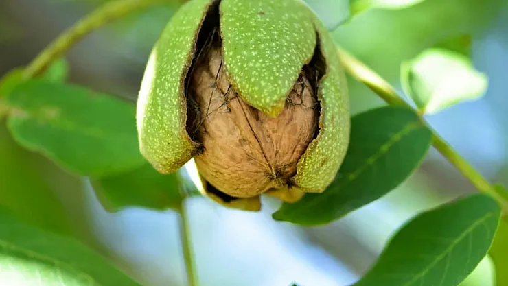 Cevizin Gizli Şifa Kaynağı Ortaya Çıktı! Asıl Fayda Yapraklarında Saklı